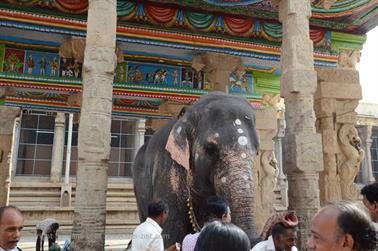 Meenakshi Temple, Madurai,_DSC_8089_H600